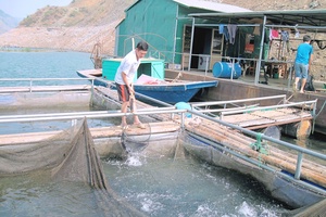 Chủ động phòng, chống dịch bệnh cho thủy sản
