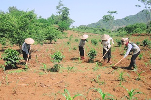 Thuận Châu trồng 278 ha cây công nghiệp