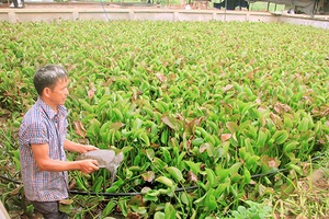 Triệu phú ba ba gai