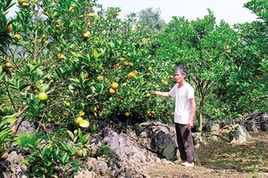 Khi cây ăn quả phủ xanh đất dốc
