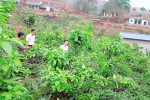 Những giải pháp phát triển cây ăn quả bền vững