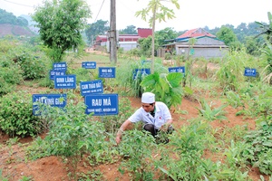 Vườn cây thuốc nam ở Tân Hợp