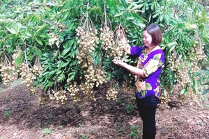 Sản xuất rau, quả an toàn theo VietGAP