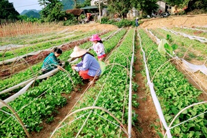 Hiệu quả mô hình khuyến nông tự nguyện ở Thuận Châu