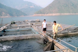 Nghề nuôi cá trên lòng hồ ở Mường La