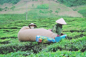 Cách làm dân vận khéo của phụ nữ Vân Hồ