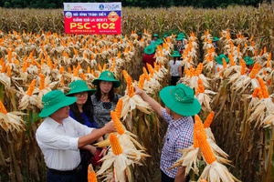 Hội nghị đánh giá triển vọng phát triển giống ngô lai đơn F1 PSC-102
