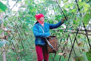Tiềm năng phát triển rau hàng hóa ở Vân Hồ