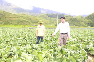 Giống lúa "Pháng Xiên" và câu chuyện ông Chủ tịch xã vùng cao