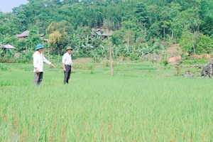 Giống lúa tẻ râu ở Song Khủa