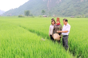 Thôm Mòn diệt trừ sâu bệnh hại lúa mùa