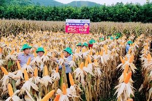 Giống ngô chịu hạn,  phù hợp đồi dốc   