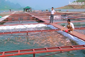 Giải pháp an toàn nuôi cá lồng mùa mưa bão