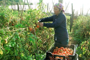 Liên kết hội viên để phát triển kinh tế