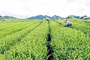 Nâng cao vai trò, trách nhiệm của doanh nghiệp, doanh nhân, góp phần phát triển kinh tế - xã hội của tỉnh