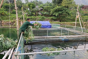 Nuôi cá lồng trên lòng hồ Suối Chiếu   