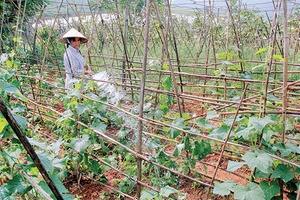 Mộc Châu: Tập huấn kỹ thuật sản xuất cho 3.120 lượt nông dân