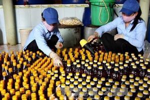 Bộ Y tế cho biết: 100% mẫu nước mắm đều an toàn
