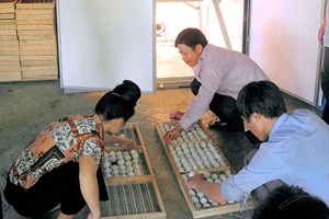  Để nghề nuôi vịt trời phát triển bền vững