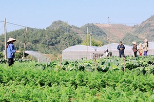 Mô hình hợp tác xã đóng góp tích cực vào phát triển kinh tế của địa phương