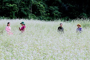 Thảo nguyên rộn ràng mùa hoa