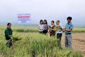 Hội thảo đầu bờ giới thiệu mô hình sản xuất thử nghiệm  giống lúa chất lượng cao tại huyện Phù Yên