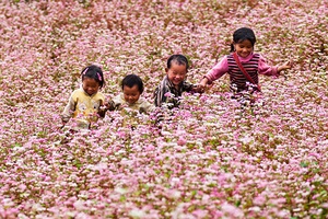 Hà Giang hút khách du lịch mùa hoa tam giác mạch