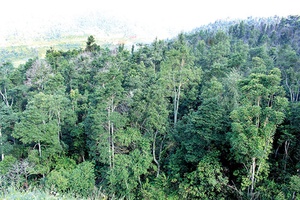 Bắc Yên: Chi trả hơn 10 tỷ đồng dịch vụ môi trường rừng