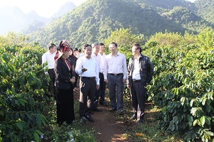 Phát triển kinh tế nông nghiệp, nông thôn hiệu quả, bền vững