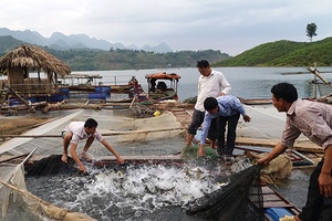 Nghề nuôi cá lồng ở Nậm Ét