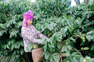 Mùa cà phê năm nay