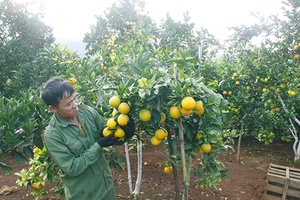 Hỗ trợ HTX phát triển cây ăn quả bền vững