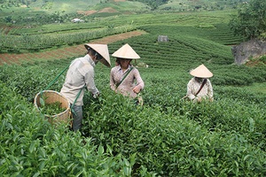 Mô hình quản lý tưới tiết kiệm nước