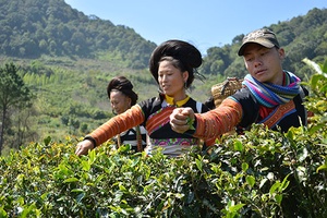 Bắc Yên khơi dậy tiềm năng