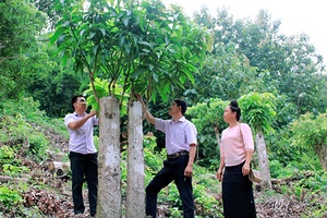 Bắc Yên mở rộng mô hình nông nghiệp ứng dụng công nghệ cao