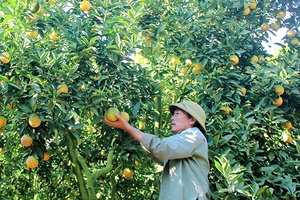 Mộc Châu phát triển cây ăn quả theo vùng