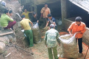 Chủ động phòng, chống đói, rét, dịch bệnh cho gia súc, gia cầm trong mùa đông