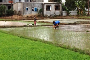 Nhiều đối tượng được miễn thuế sử dụng đất nông nghiệp từ năm 2017 đến hết năm 2020