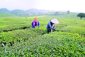 Đẩy mạnh chuyển dịch sản xuất nông, lâm nghiệp và thủy sản