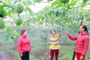 Phụ nữ tiểu khu 32 giúp nhau phát triển kinh tế