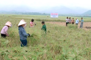 Tìm lại thương hiệu cho các giống lúa gạo đặc sản địa phương