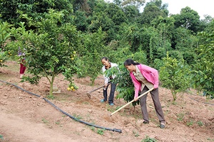 Hướng đi mới trong phát triển kinh tế của Vân Hồ