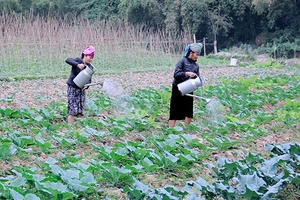 Rau vụ đông ở bản Huông