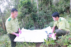 Chủ động phòng, chống cháy rừng mùa khô hanh