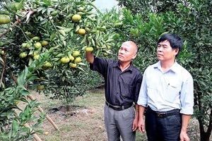 Ngọt thơm cam Mường Thải