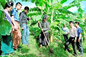 Hiệu quả bước đầu mô hình trồng chuối cấy mô