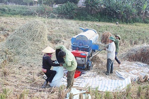 Dẻo thơm nếp tan nhe Mường Chanh