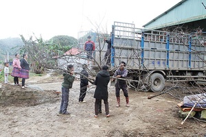Lóng Luông mùa hoa Đào