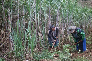Cuộc sống mới ở bản Rừng Thông