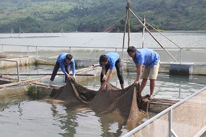 Quỳnh Nhai: 1.833 hộ ĐVTN được vay vốn phát triển kinh tế